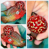 Kamfa Flowerhorn - 65